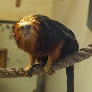 Golden-headed lion tamarin (Leontopithecus chrysomelas), 2020-10-19