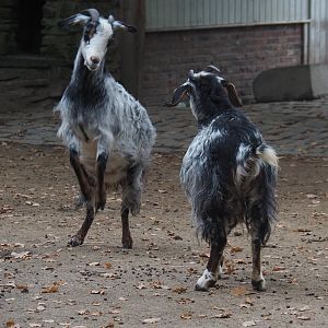 Sparring Damara goats (Capra aegagrus hircus), 2020-10-19
