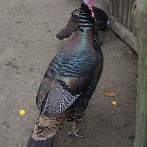 Domestic turkey (Meleagris gallopavo), 2020-10-19