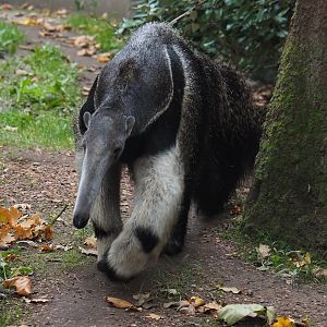 Giant anteater (Myrmecophaga tridactyla), 2020-10-19