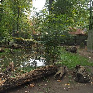 Giant anteater and Black-rumped agouti exhibit, 2020-10-19