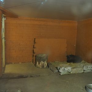 Giant anteater indoor exhibit, 2020-10-19