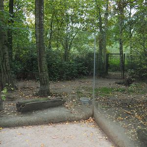 Second giant anteater exhibit, 2020-10-19