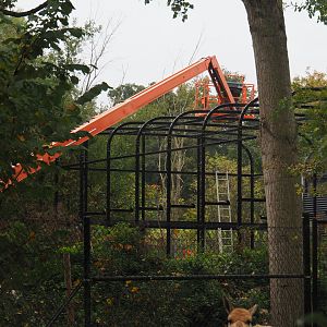 Construction of new off-show breeding aviary, 2020-10-19