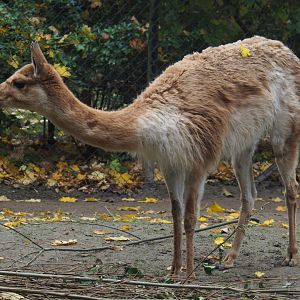 Vicuña (Vicugna vicugna), 2020-10-19