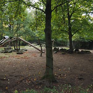 Chacoan peccary and White-nosed coati exhibit, 2020-10-19