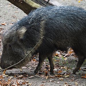 Chacoan peccary (Catagonus wagneri), 2020-10-19