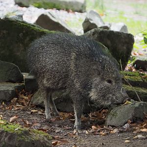 Juvenile Chacoan peccary (Catagonus wagneri), 2020-10-19