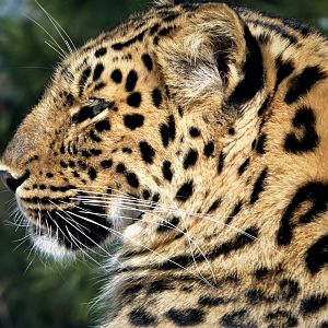 Amur Valley - Amur Leopard