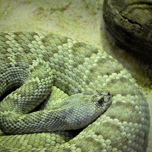 Reptile Wing - Santa Catalina Rattlesnake
