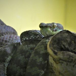 Reptile Wing - Kanburi Pitviper