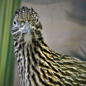 Reptile Wing - Sonoran Desert - Greater Roadrunner