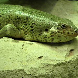Reptile Wing - Two-colored Skink