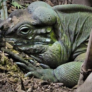 Reptile Wing - Rhinoceros Iguana