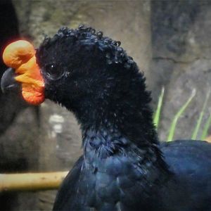 Tropical Forest - Wattled Curassow
