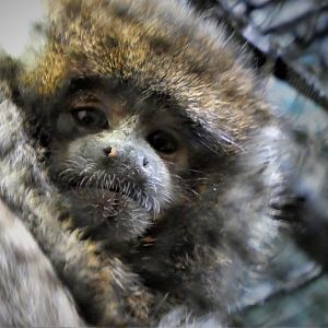 Tropical Forest - White-eared Titi
