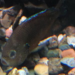 Pumpkinseed Sunfish?