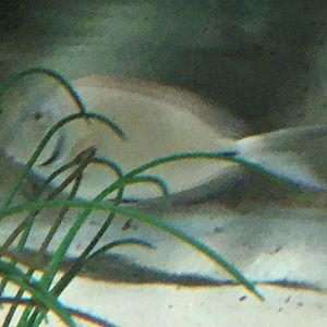 Surgeonfish Species?