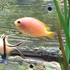 Anithas/Damselfish Species?