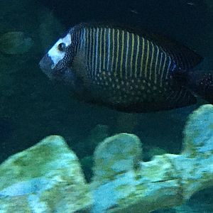 Surgeonfish Species?