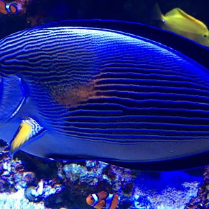 Surgeonfish Species?