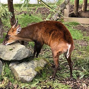 Northern Indian muntjac