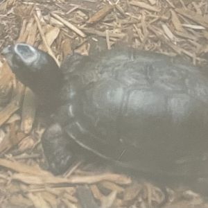 Can anyone id this turtle