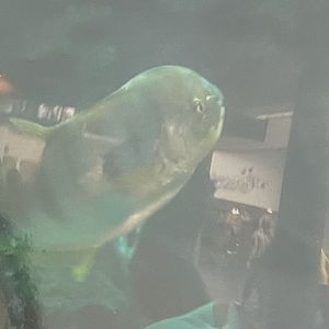 Can anybody if this fish