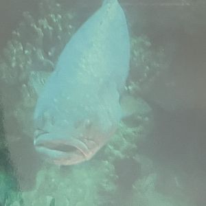 Can anybody if this fish