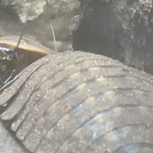 Can anybody id this bug