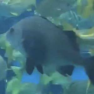 Can anybody if this fish