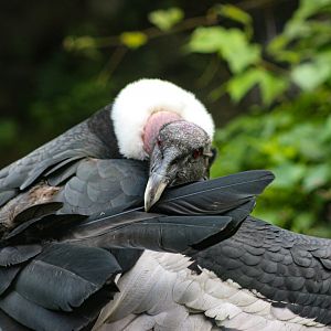 Gryphus preening her tail