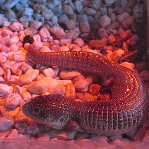 Imbricate Alligator lizard Los Coyotes Zpp