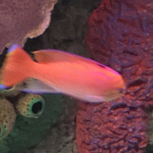 Anthias Species?