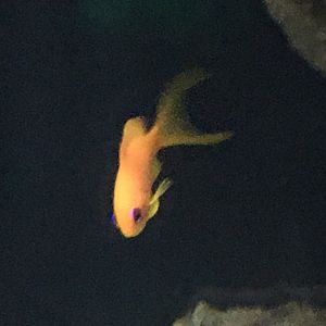 Anthias Species?
