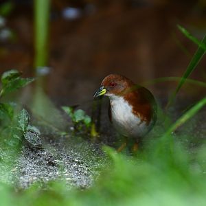 Rufous-sided Crake (Laterallus melanophaius)