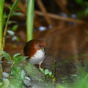 Rufous-sided Crake (Laterallus melanophaius)