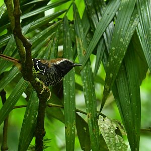 Squamate Antbird (Myrmeciza squamosa)