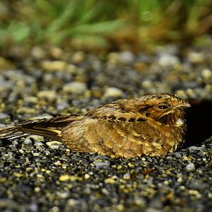 Pauraque (Nyctidromus albicollis)