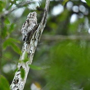Common Potoo, juvenile (Nyctibius griseus)