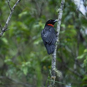 Red-ruffed Fruitcrow (Pyroderus scutatus)