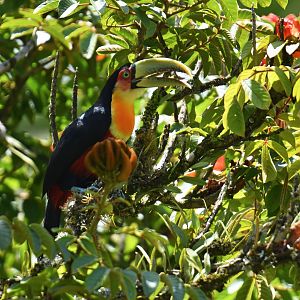 Green-billed Toucan (Ramphastos dicolorus)