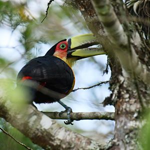 Green-billed Toucan (Ramphastos dicolorus)