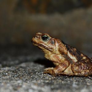 Yellow cururu toad (Rhinella icterica)