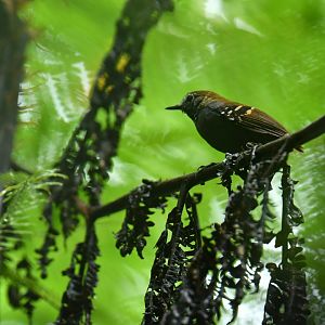 Star-throated Antwren Rhopias gularis