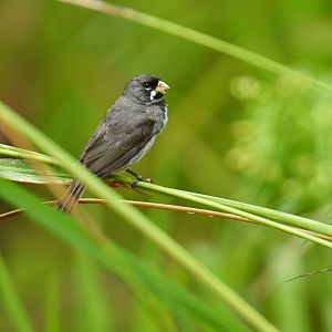 Double-collared Seedeater Sporophila caerulescens