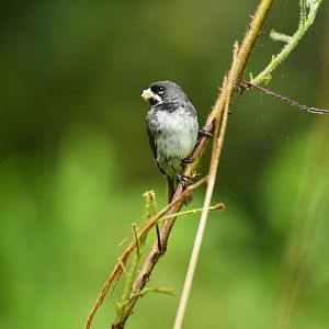 Double-collared Seedeater Sporophila caerulescens