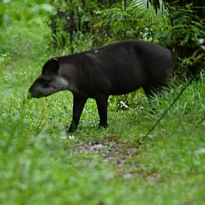 Lowland tapir (Tapir terrestris)