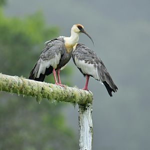 Buff-necked Ibis Theristicus caudatus
