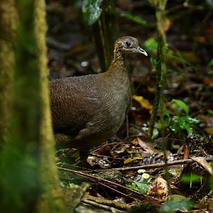 Solitary Tinamou (Tinamus solitarius)